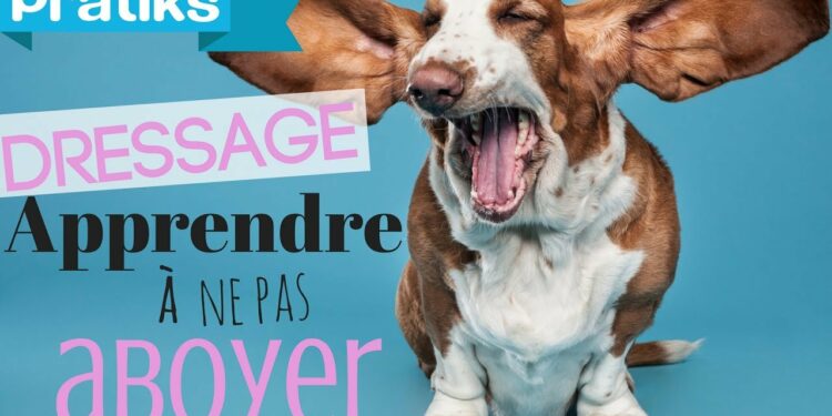 Quelle est la race de chien qui aboie le plus ?