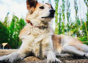 Quelle est la race de chien qui aboie le plus ?