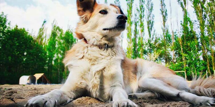 Quelle est la race de chien qui aboie le plus ?