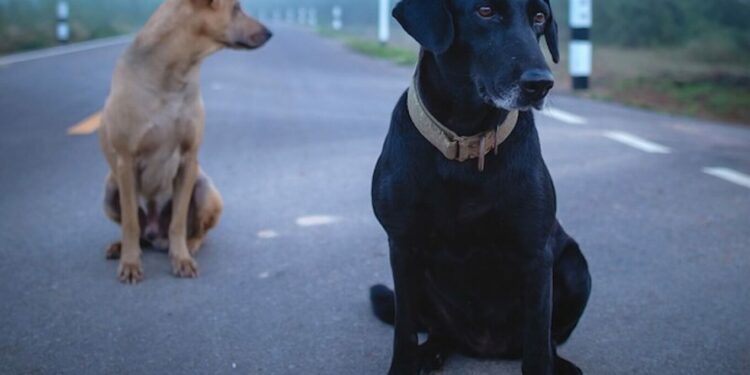 Quelle est la race de chien qui fugue le plus ?