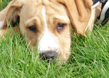 Quelle est la race de chien qui fugue le plus ?