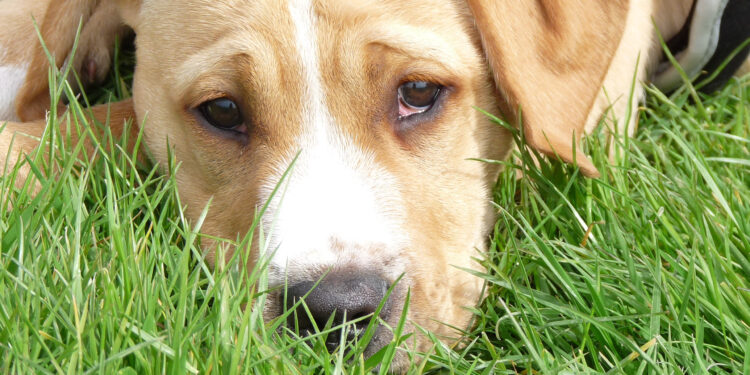 Quelle est la race de chien qui fugue le plus ?