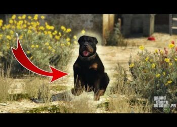 Quelle est la race de chien qui fugue le plus ?