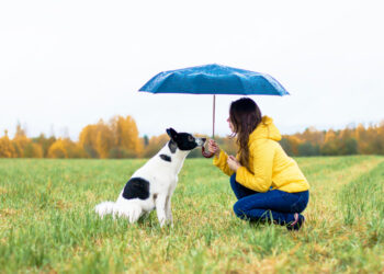 Quelle est la race de chien qui fugue le plus ?