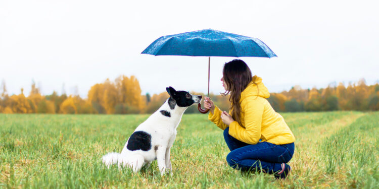 Quelle est la race de chien qui fugue le plus ?