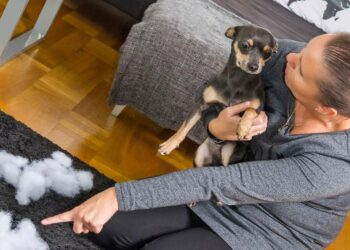 Quelle est la race de chien qui fugue le plus ?