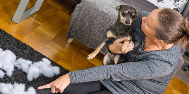 Quelle est la race de chien qui fugue le plus ?