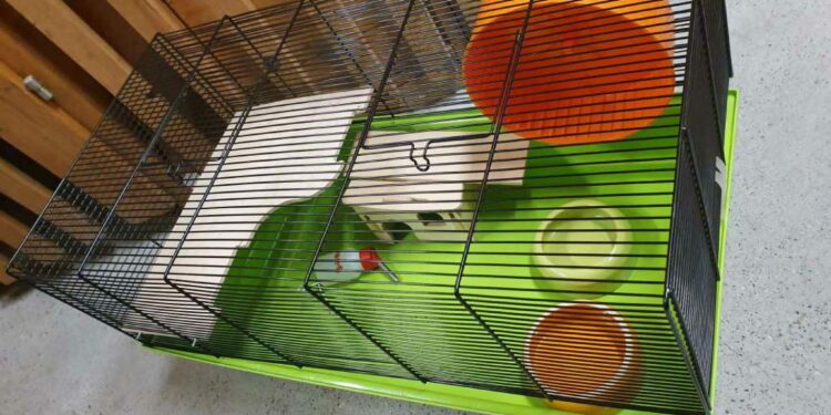 Quelle est la race de hamster la plus gentille ?