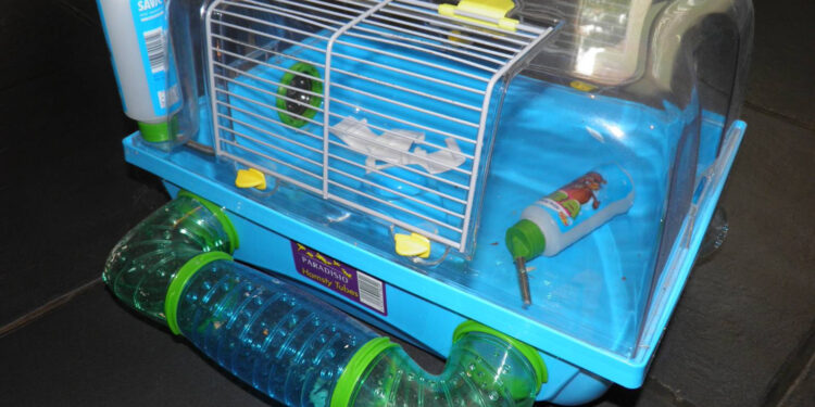 Quelle est la race de hamster la plus gentille ?