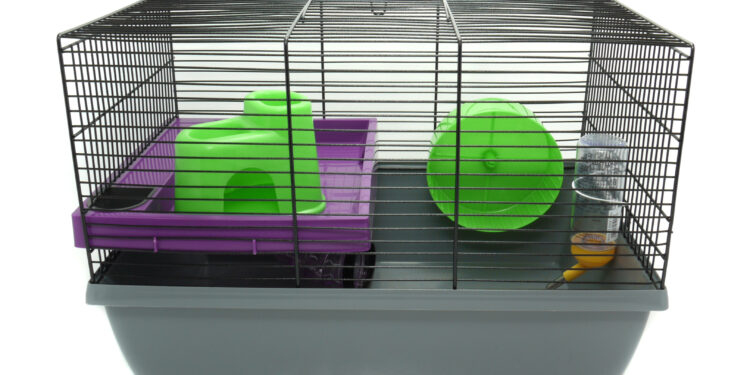 Quelle est la race de hamster la plus gentille ?