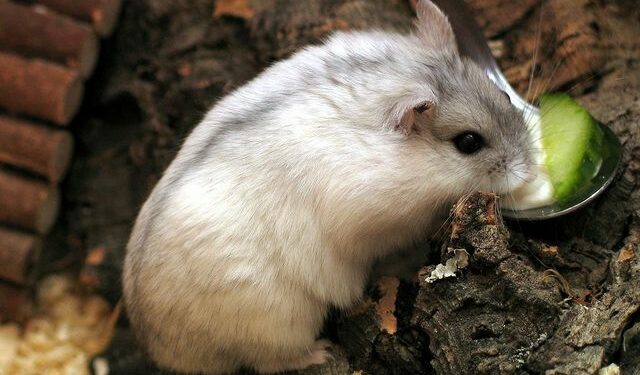 Quelle est la race de hamster la plus gentille ?