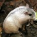 Quelle est la race de hamster la plus gentille ?