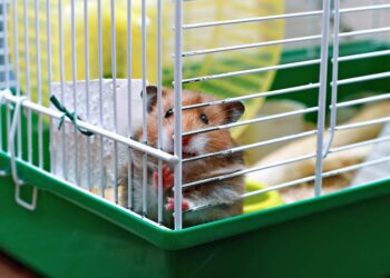 Quelle est la race de hamster la plus gentille ?