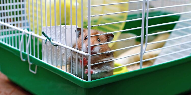Quelle est la race de hamster la plus gentille ?