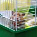 Quelle est la race de hamster la plus gentille ?