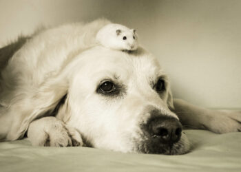 Quelle est la race de hamster la plus gentille ?