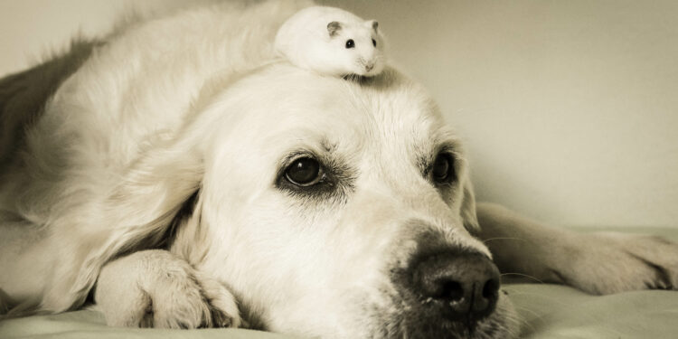 Quelle est la race de hamster la plus gentille ?