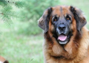 Quelle est la race de la 6 ?