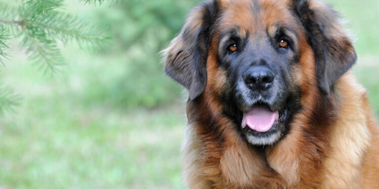 Quelle est la race de la 6 ?