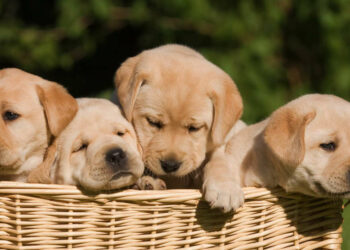 Quelle est la race de petit chien la plus gentille ?
