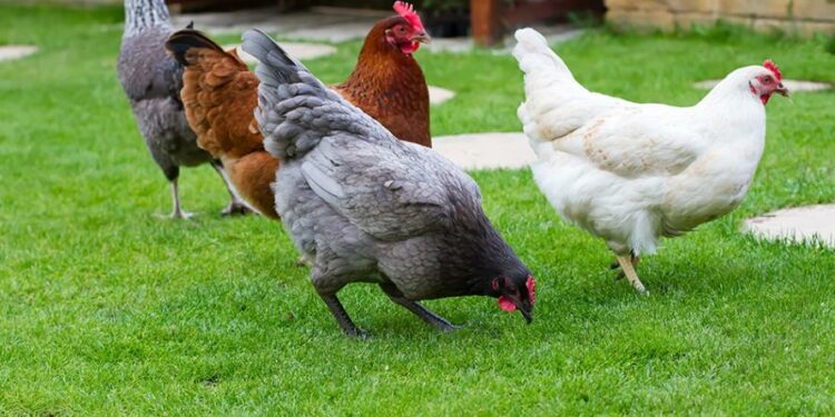 Quelle est la race de poule la plus gentille ?