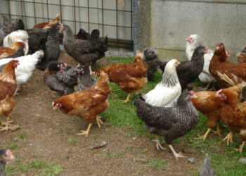 Quelle est la race de poule la plus gentille ?