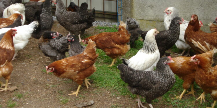 Quelle est la race de poule la plus gentille ?