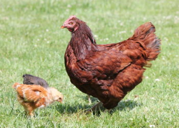 Quelle est la race de poule la plus gentille ?