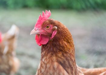 Quelle est la race de poule la plus gentille ?