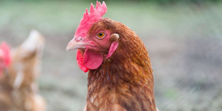 Quelle est la race de poule la plus gentille ?