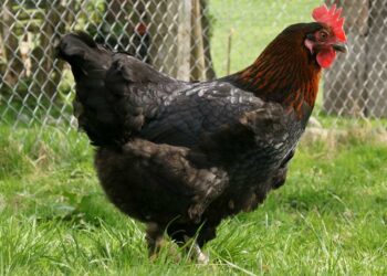 Quelle est la race de poule qui pond le plus ?