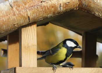 Quelle est la saison de la reproduction ?