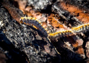 Quelle est la saison des chenilles ?