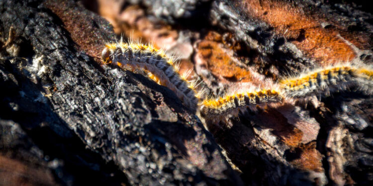 Quelle est la saison des chenilles ?