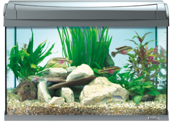 Quelle est la taille idéale d'un aquarium ?