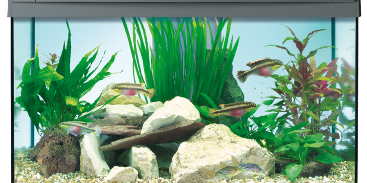 Quelle est la taille idéale d'un aquarium ?