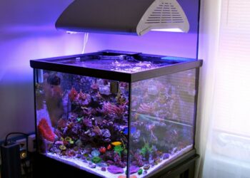 Quelle est la taille idéale d'un aquarium ?