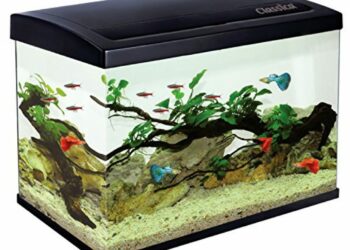 Quelle est la température idéale pour un aquarium ?
