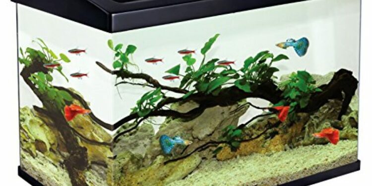 Quelle est la température idéale pour un aquarium ?
