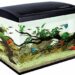 Quelle est la température idéale pour un aquarium ?