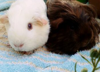 Quelle est la température idéale pour un cochon d'Inde ?