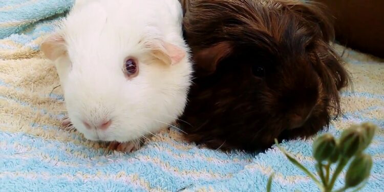 Quelle est la température idéale pour un cochon d'Inde ?