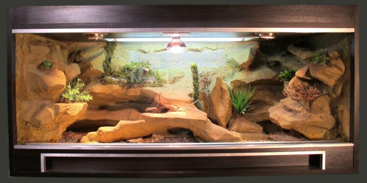 Quelle est la température idéale pour un pogona ?