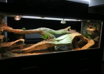 Quelle est la température idéale pour un pogona ?