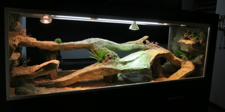 Quelle est la température idéale pour un pogona ?