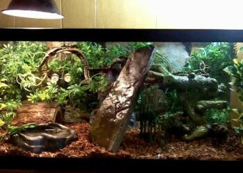 Quelle est la température idéale pour un serpent ?