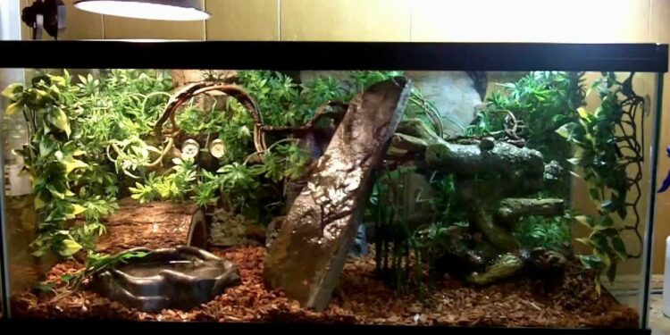 Quelle est la température idéale pour un serpent ?