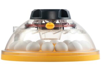 Quelle est la température idéale pour une couveuse ?