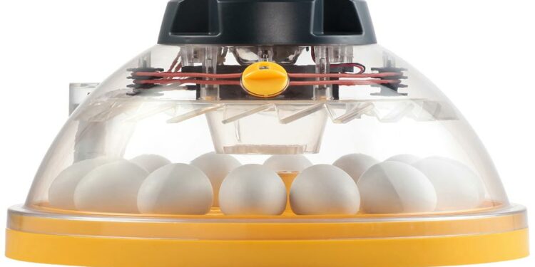 Quelle est la température idéale pour une couveuse ?