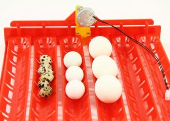 Quelle est la température idéale pour une couveuse ?